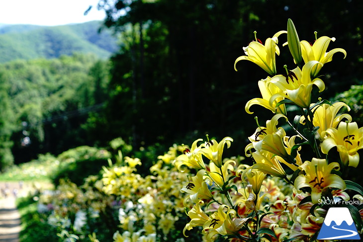 北海道最大級、213万輪のゆりの花！『オーンズ春香山ゆり園』